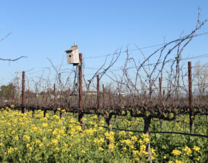 bird box in vineyard